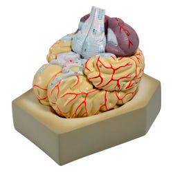 Lab and Anatomical Models, Item Number 2021618