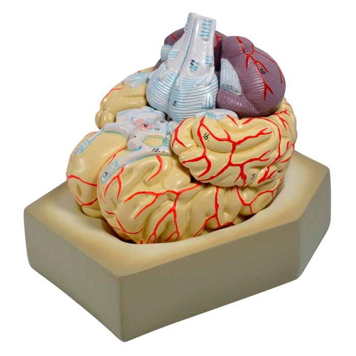 Eisco Labs Model Human Brain, 8 Parts