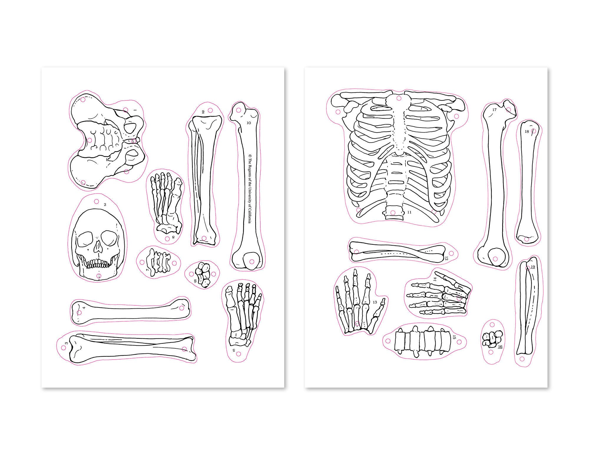FOSS Mr. Bones Puzzles, 20 Sets of 2 1427262