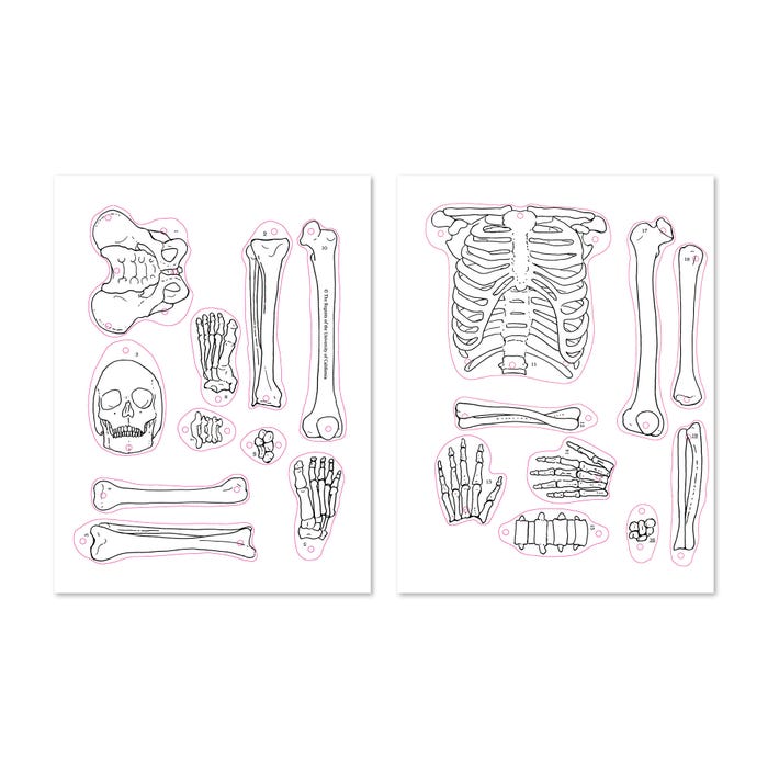 FOSS Mr. Bones Puzzles, Set of 2