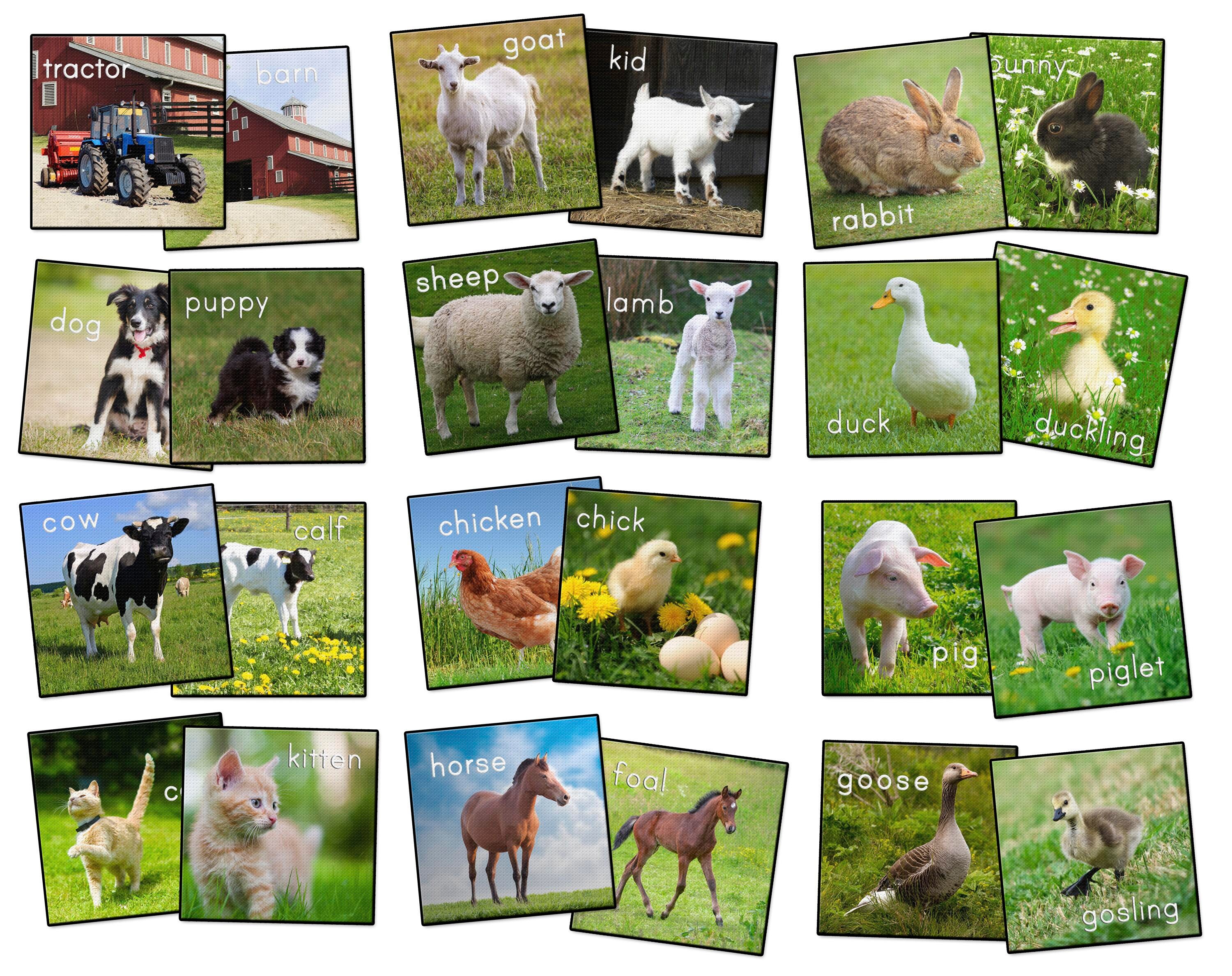 Animals, Nature Carpets And Rugs Supplies, Item Number 1595541