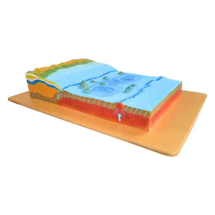 Eisco Labs Sea Bottom Countertop Model with Labeled Features, Wall Mountable Backboard