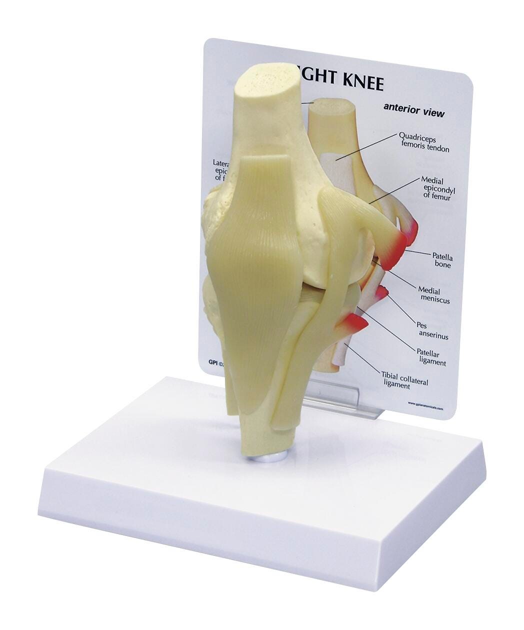 Image for Basic Knee from School Specialty