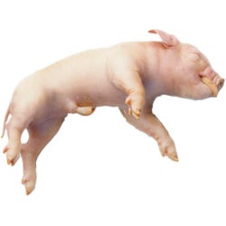 Frey Choice Preserved Fetal Pig, Single Injected, 7 to 11 Inches, Item Number 572519