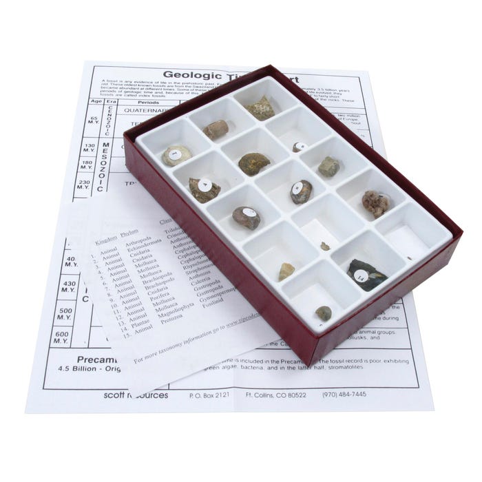 Geoscience Life of the Past Fossil Set, Paleozoic, Set of 15