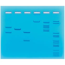 Restriction Enzyme Cleavage of Plasmid and Lambda DNA 2151561