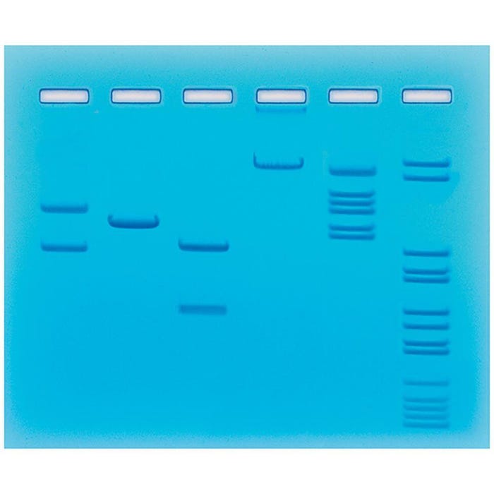 Edvotek Restriction Enzyme Cleavage of Plasmid and Lambda DNA Experiment Kit