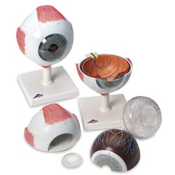 American 3B Scientific Giant Eye Model