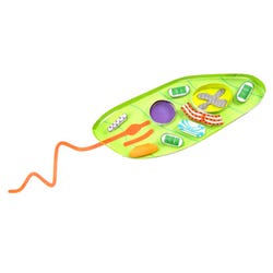 NewPath Learning Euglena 3-D Model Kit, 1 Teacher Guide and 5 Student Guides 2087419
