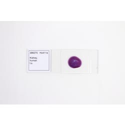 Frey Scientific Prepared Microscope Slide, Human Kidney TS 566270
