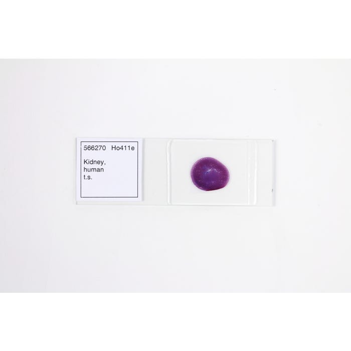 Frey Scientific Prepared Microscope Slide, Human Kidney TS