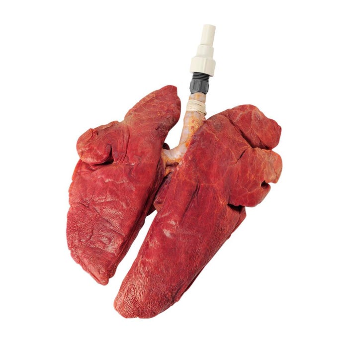 Nasco Set of Inflatable Healthy Lungs