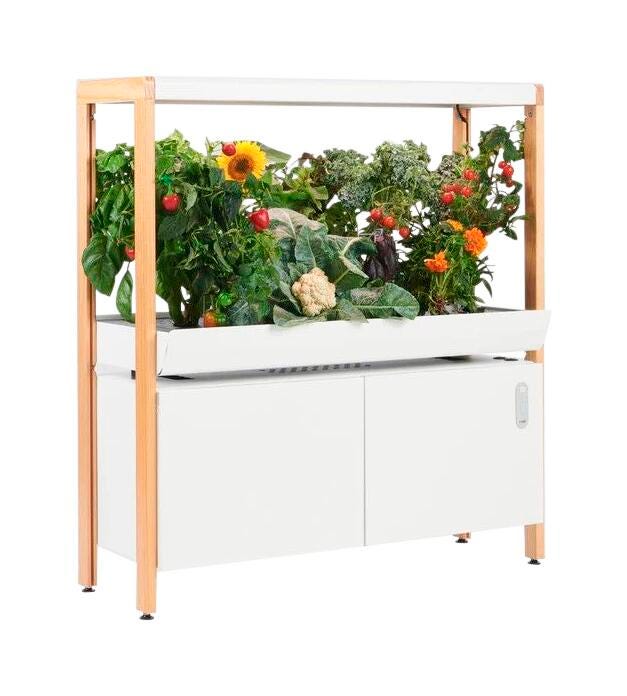 Single Rise Garden Cloud 2134752