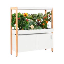 Single Rise Garden Cloud 2134752