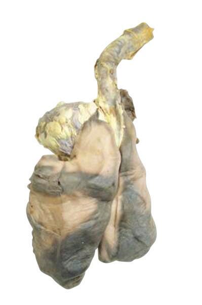 Frey Scientific Choice Preserved Sheep Plucks, Pack of 10, Item Number 596889