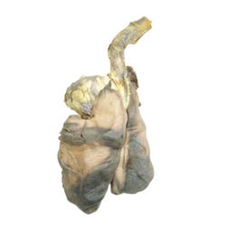 Frey Scientific Choice Preserved Sheep Plucks, Pack of 10, Item Number 596889