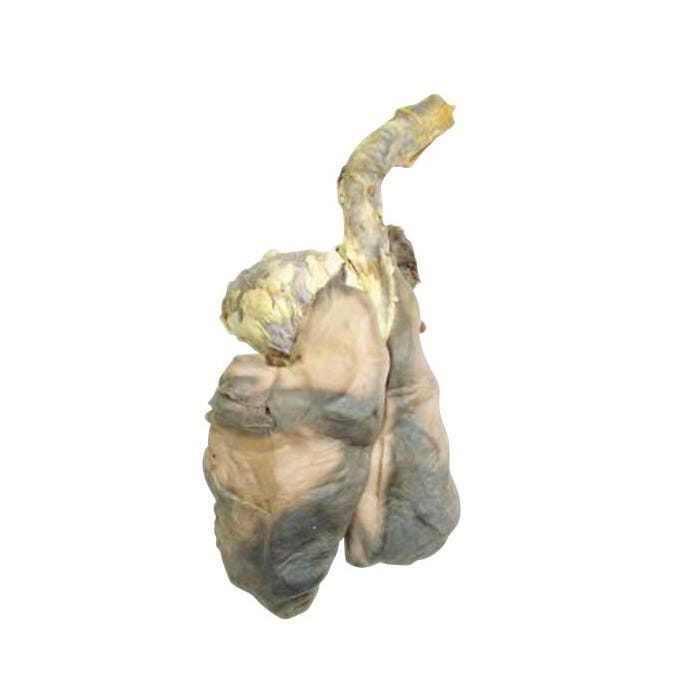 Frey Scientific Choice Preserved Sheep Plucks, Vacuum Sealed Pack of 10