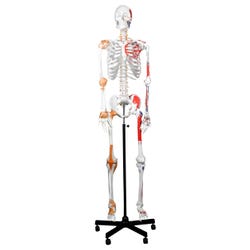 Walter Products Full-Size Human Skeleton with Muscles, Ligaments and Nerve Endings, 67 Inches
