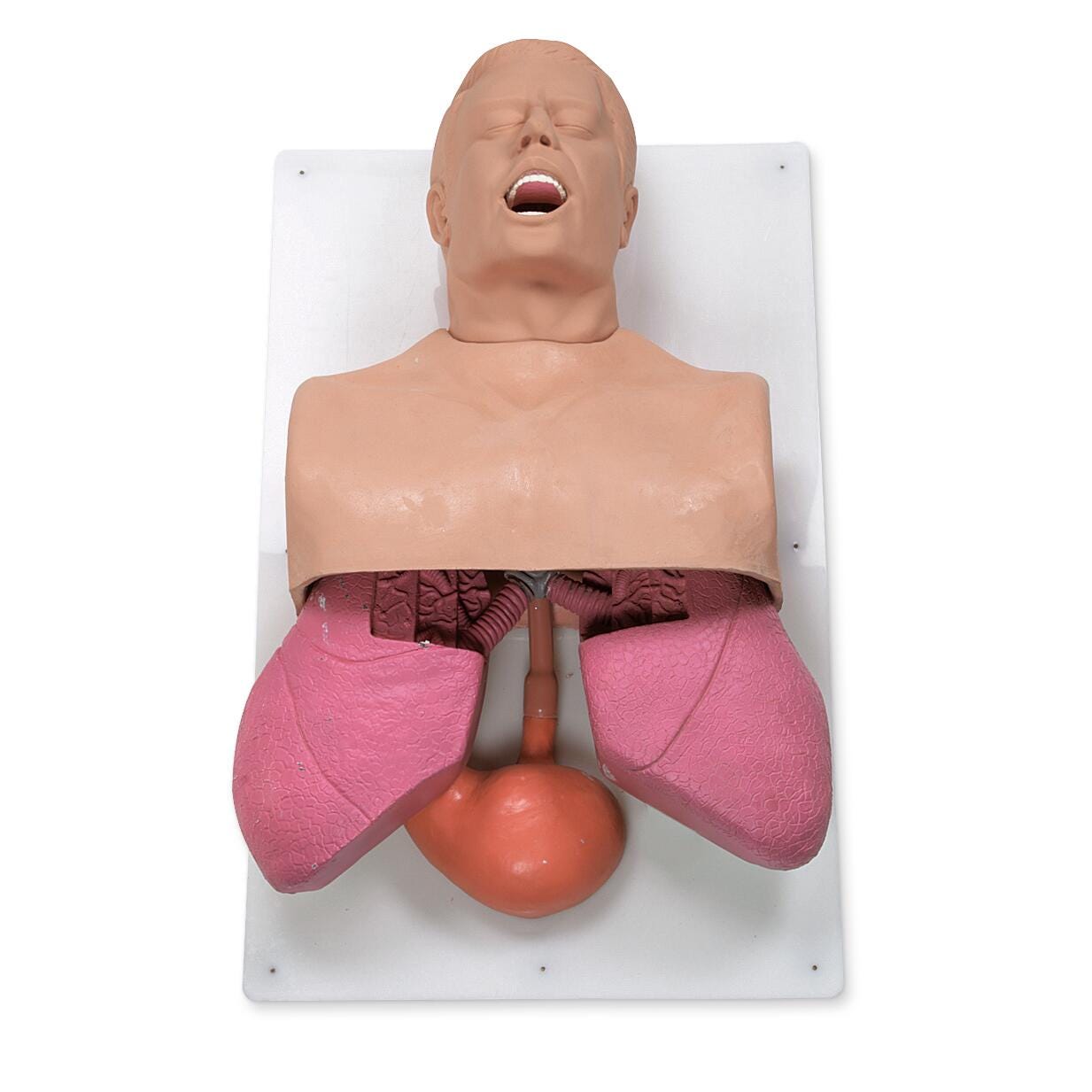 Simulaids® Adult Airway Management Trainer
