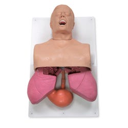 Simulaids Adult Airway Management Trainer