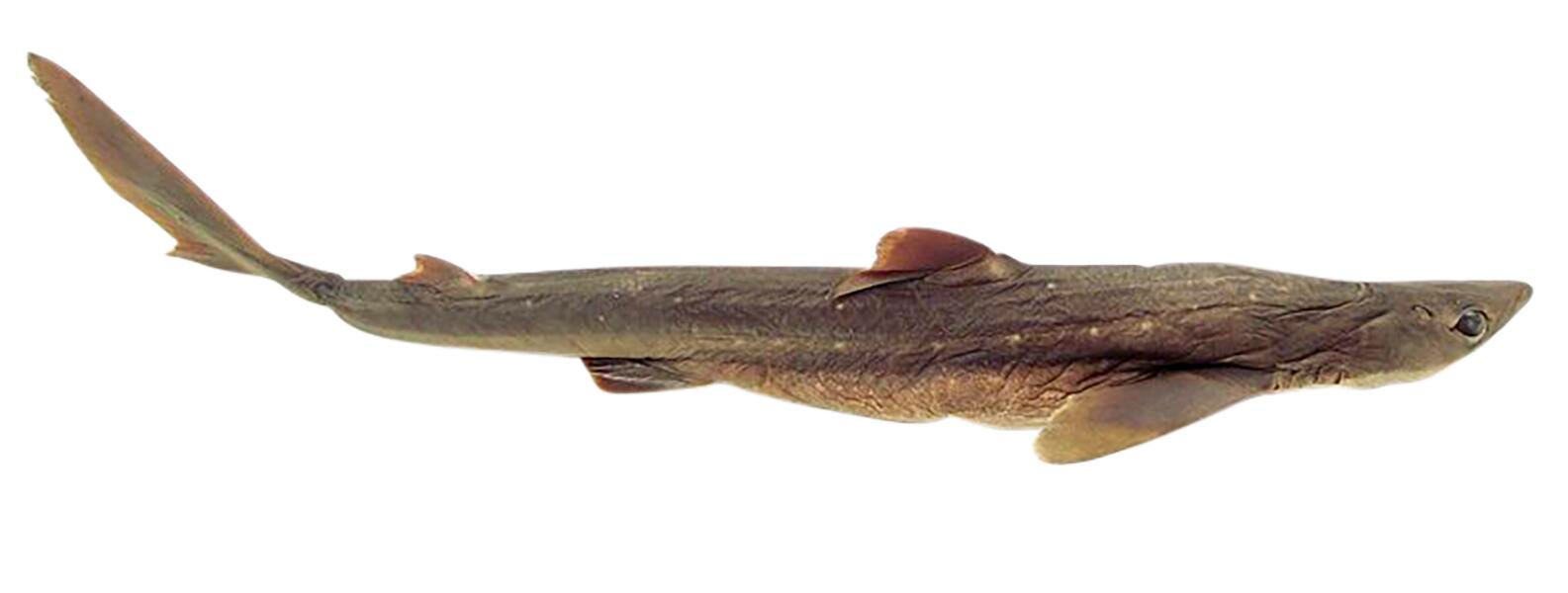 Frey Scientific Choice Triple-Injected Non-Formaldehyde Holding Solution Preserved Shark, 22 - 27 in Vacuum, Pack of 10, Item Number 596520