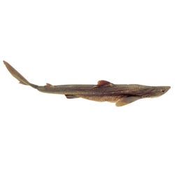 Frey Scientific Choice Triple-Injected Non-Formaldehyde Holding Solution Preserved Shark, 22 - 27 in Vacuum, Pack of 10, Item Number 596520
