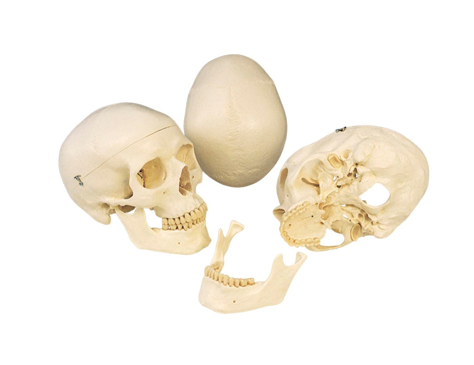 Lab and Anatomical Models, Item Number 576338