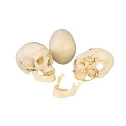 Lab and Anatomical Models, Item Number 576338