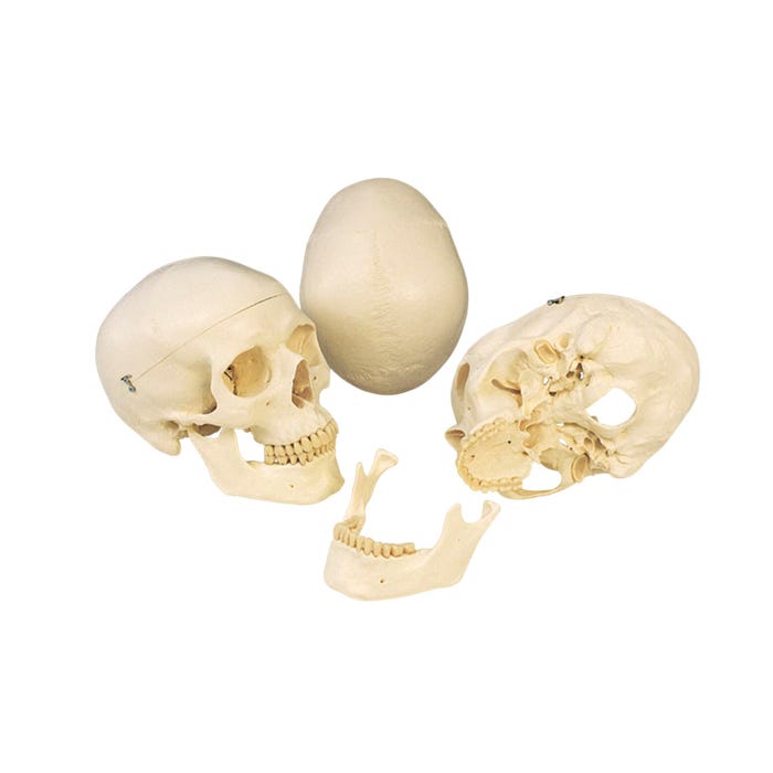 3B Scientific Human Skull Model, 3 Pieces