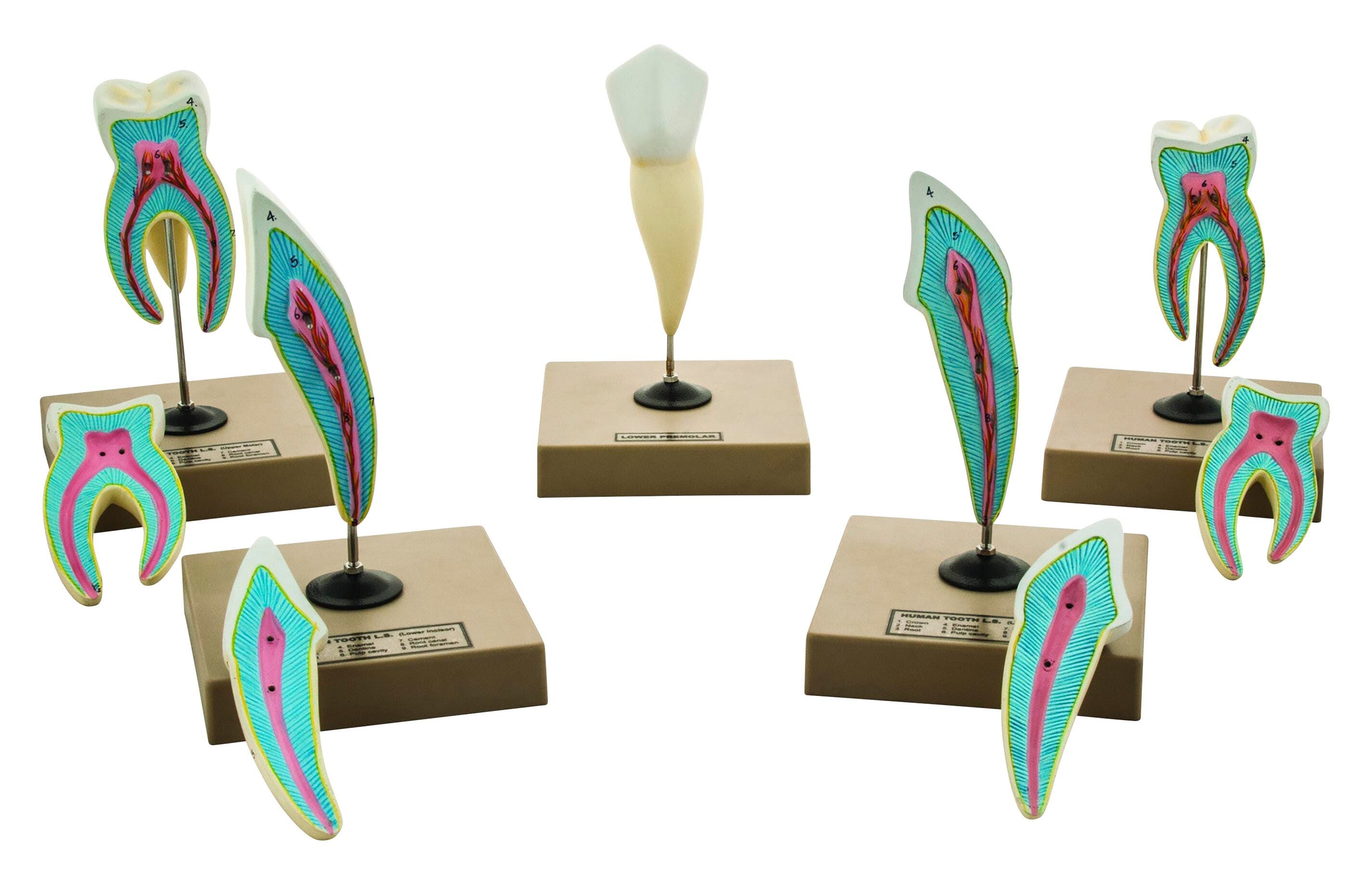 Eisco Labs Human Teeth Models - Set of 5 Different Models 2144625