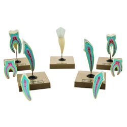 Eisco Labs Human Teeth Models - Set of 5 Different Models 2144625