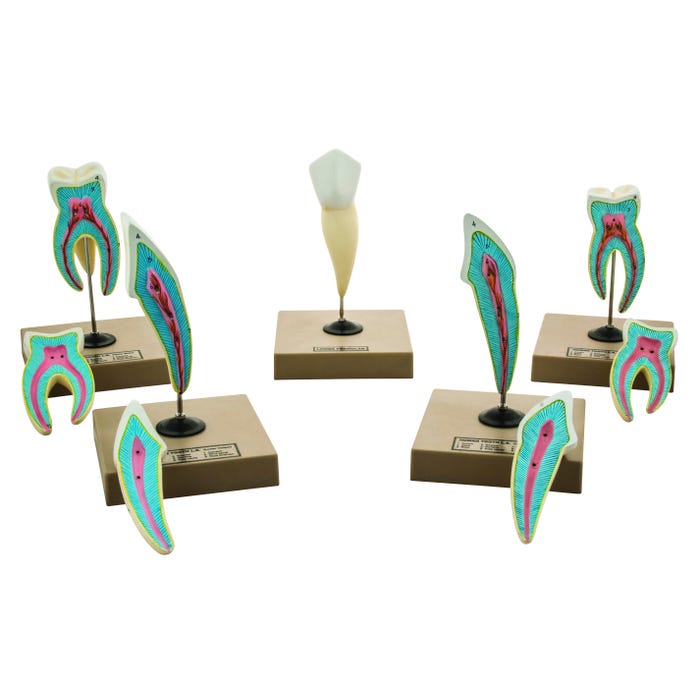 Eisco Labs Human Teeth Models, Set of 5 Different Models