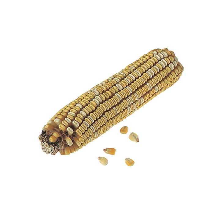 Frey Scientific Corn Ears for Genetics Studies - Purple:Yellow - 1:1
