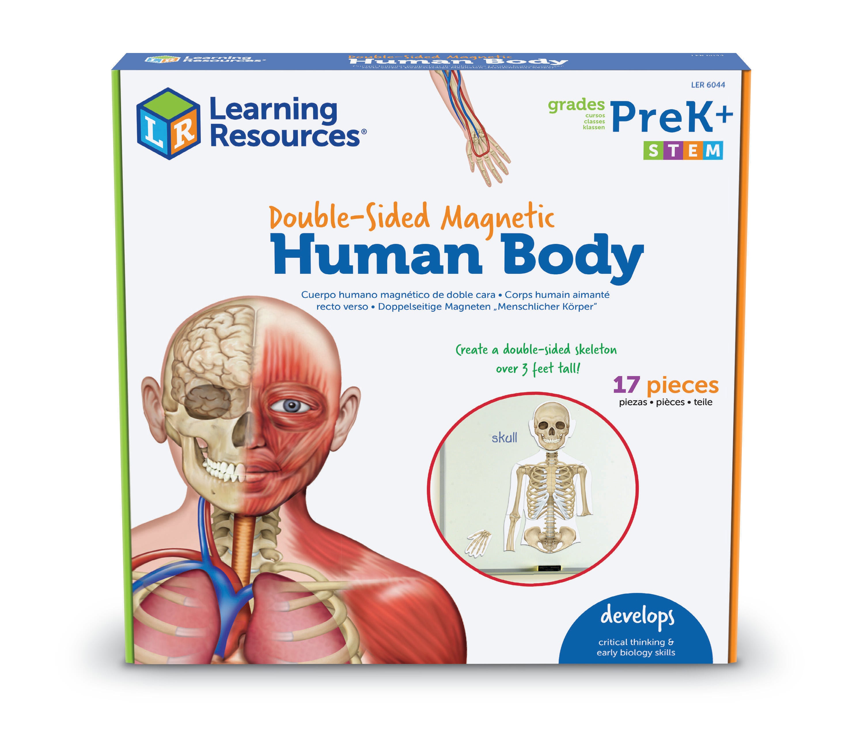 Learning Resources Magnetic Human Body, Skeletal System and Muscular System 1370881