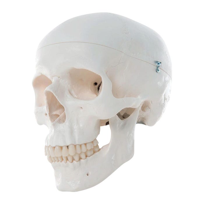 Classic Skull Model, 3 Pieces