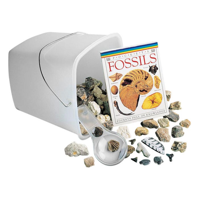 Delta Education Hands-On Exploration: Fossils