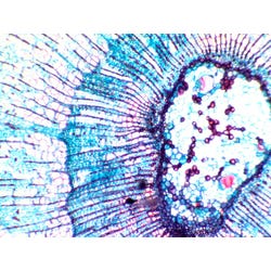 ANGLEIMAGES_FULLIMAGE