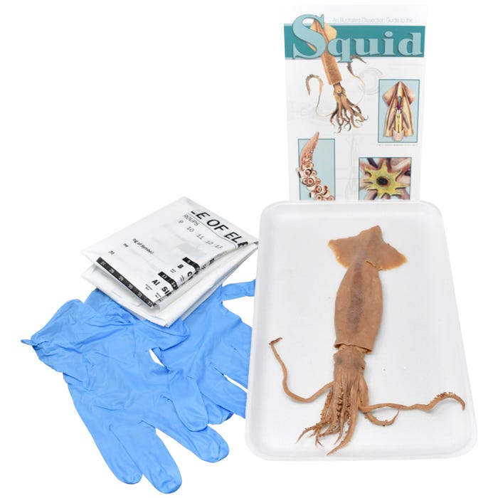 Frey Scientific Choice Preserved Squid Dissection Kit without Dissection Tools, 8+ Inches