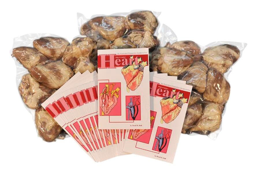 Frey Scientific Economy Plain Injected Preserved Sheep Heart Classroom Pack, Pack of 10, Item Number 588562