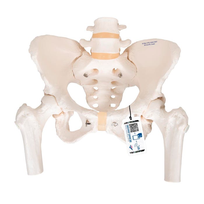 3B Scientific Female Pelvic Skeleton with Femur Heads