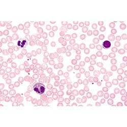 Individual Lab Slides, Item Number 1017500