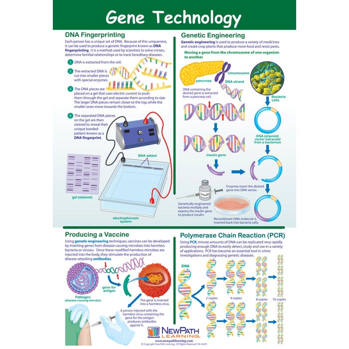 NewPath Learning Gene Technology Laminated Learning Poster, 23 X 35 in