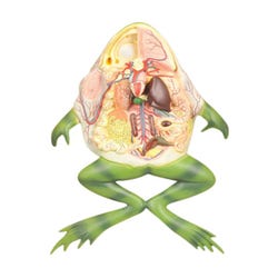 EISCO Frog Dissection Model, Large 2144646