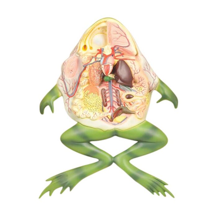 Eisco Frog Dissection Model, Large