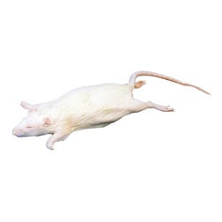 Frey Scientific Choice Plain Injected Preserved Rat, 7 to 9 Inches, Vacuum Sealed, White, Pack of 10, Item Number 596667