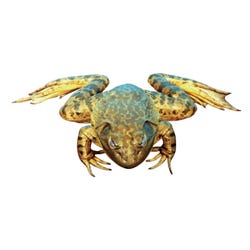 Frey Scientific Choice Plain Injected Preserved Bullfrog, 6 to 7 Inches, Vacuum Sealed, Pack of 10, Item Number 596625