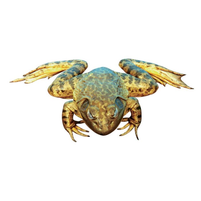 Frey Scientific Choice Double Injected Preserved Bullfrog, 6 to 7 Inches, Vacuum Sealed