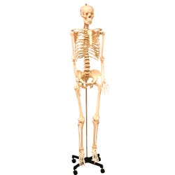 United Scientific Human Skeleton Model, Life-Sized, Item Number 2094385