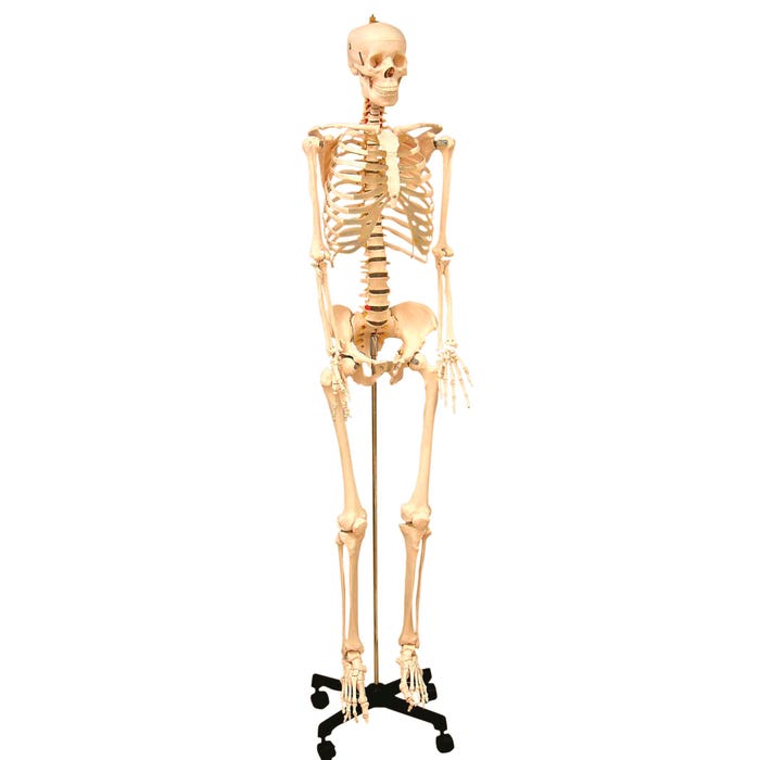 United Scientific Life-Sized Human Skeleton Model