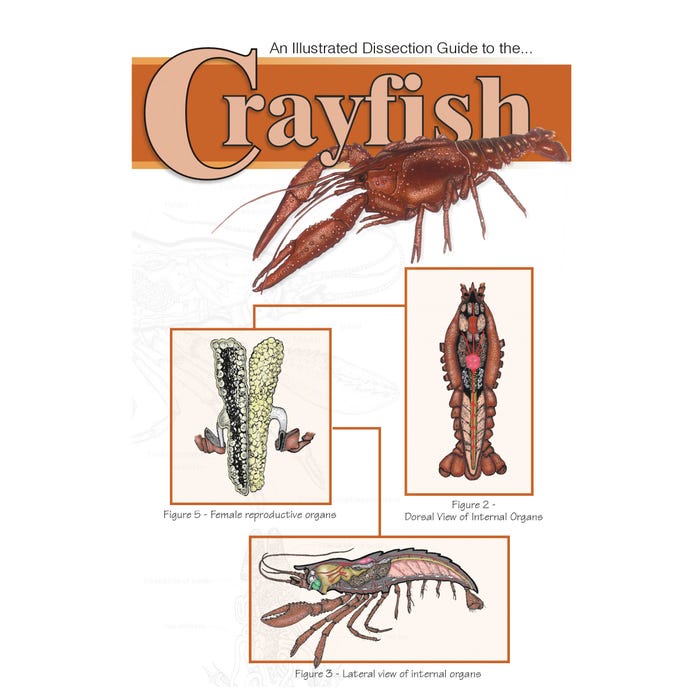 Frey Scientific Mini-Guide to Crayfish Dissection, Paperback, 8 Pages